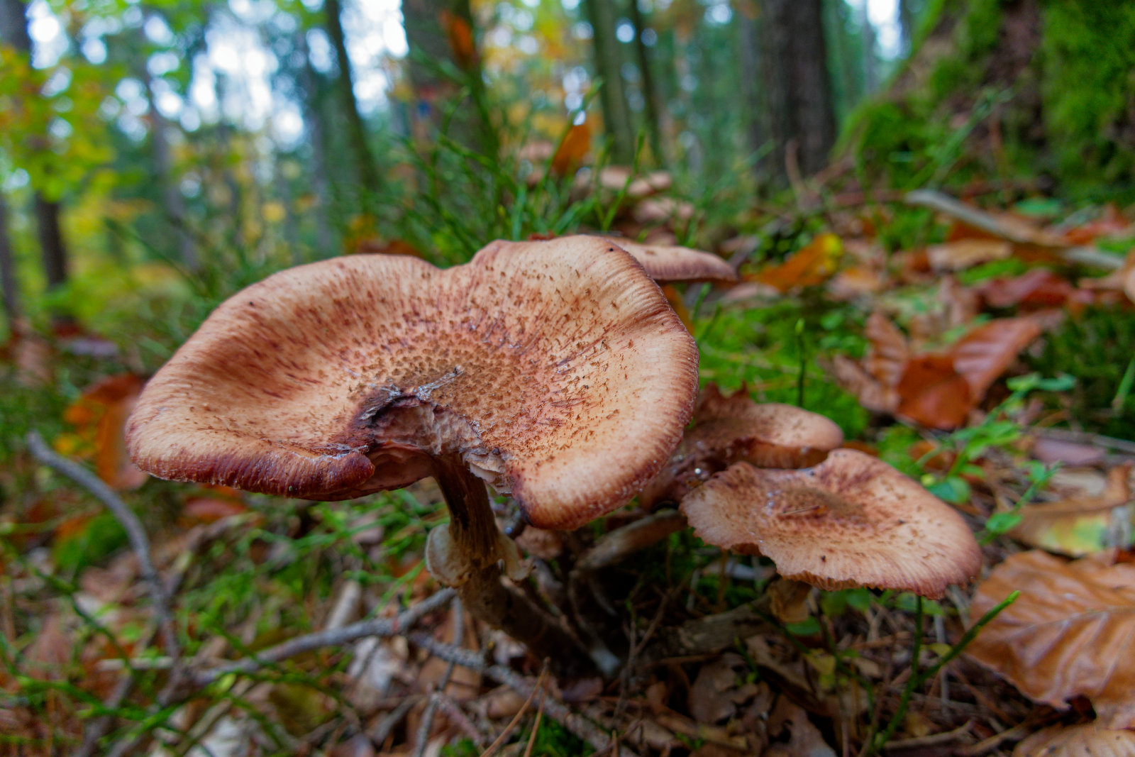 Foto Pilze im Wald. Es handelt sich um Hallimasch.